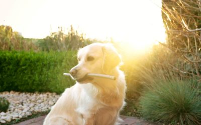 How to Make Your Dog Stop Digging in the Yard