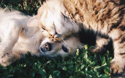 Why We Like Dogs Better Than Cats