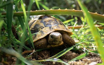 Are Lawn Care Services Safe for Your Pets?
