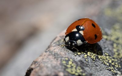 How to Get Rid Of Japanese Beetles for Good